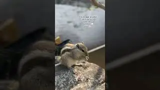 Natural #natural #shortsfeed #youtubeshorts #love #shortvideo #trending #animals #naturalbeauty