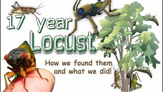 17 year Locusts ...Hundreds of thousands! Crawling up our legs!