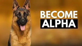 German Shepherd Ignoring Commands? The Truth Will Shock You!