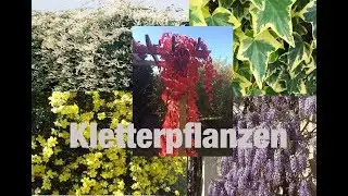Schluss mit kahlen W&auml;nden // 6 Kletterpflanzen