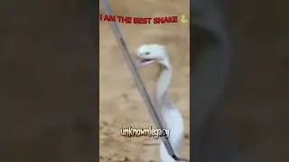 world biggest snake 🐍🐍🐍 #snake #phonk #edit #shorts