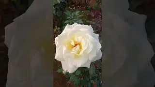 #cat #remix #dj #food #song #flowers #cheese #love #rose #nature #nature #garden #cute #dj