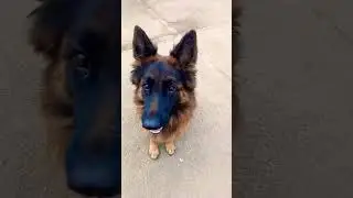 #ytshorts #germanshepheard #cuteanimal #pets #gsds #cutepet #youtubs #funny #cutepuppy #cute