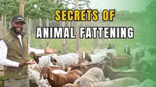 HOW TO FATTEN YOUR GOATS, SHEEP, CATTLE, PIGS IN THE DRY SEASON USING JUST FEED