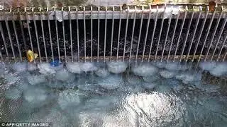 France Forced To Shut Down Nuclear Plant After Jellyfish Swarm Clogs System