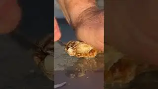 Oysters from Rhode Island? #oystertastetest #oyster #seafood