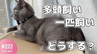 2匹目の猫ちゃんのお迎え問題