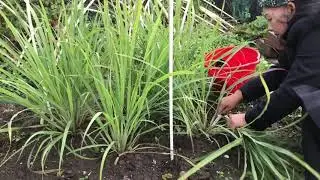Citroengras ตะไคร้, , lemongrass uit de Thaise Hollandse  moestuin