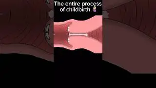 The entire process of childbirth animation 🧒#animation #foryou