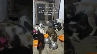 POV: you literally saving my hungry cats by writing random words helps us raise &pound;200 today?..