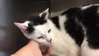Friendly and sociable Schrammel 72151/NYCACC