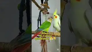 Conure is the Boss🦜
