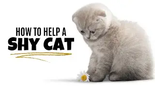 How To Help A Shy Cat #Shorts