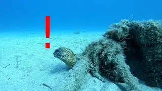 Mediterranean Moray eels in Rhodes, Greece