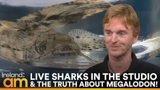 Live Sharks in Studio! What You Didn&rsquo;t Know About Ireland&rsquo;s Sharks & the Truth About Megalodon!🦈