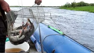 Щука по Конде пошла!