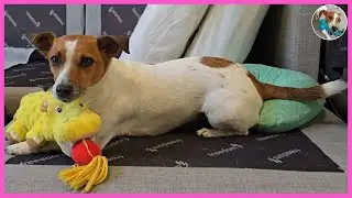 Is 40&deg;C(104&deg;F) Normal In Summer? We're About Roasted🐶| DOGTER COFFEE Jack Russell Terrier [SUB]