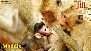 Very strange monkey Jill don't have new birth why have baby feed milk