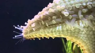 Tube Feet