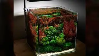 NEW Aquascape collection 2020