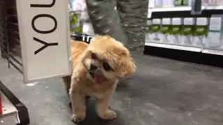 Avvo commercial: The puppy that can't even
