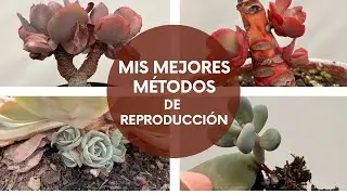 Mis mejores métodos de reproducción