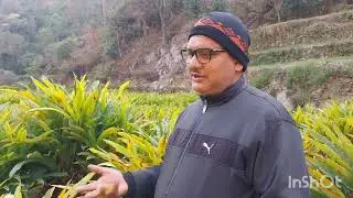 आज हमारी बड़ी इलायची की पौध प्रत्येक जनपद के लिए जा रही है ऐसे ही हमेशा जाती हैं