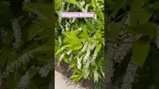 Virginia Willow-usually grow in late spring & early summer. #willow #plants #flowers