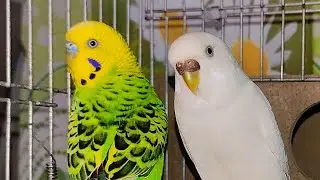 cute birds 🦜🕊️❤️