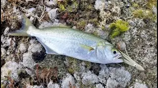 לנשום קצת ים עם גומבר על סקוויד 🐟 - Bluefish with bombarda and squid HE/EN Subs