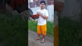 Smart gamefowl