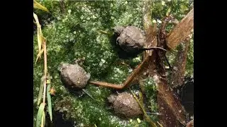 Pond Turtle Nesting Workshop - 2024