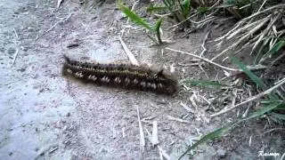 Oruga urticante , stinging caterpillar
