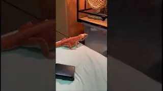 nahulog #beardeddragon #fail