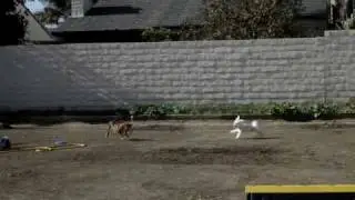 Peanut chasing Homer