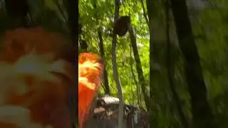 Lighting the nest-what could go wrong? #Shorts #ViralVideo #FireFail #HornetNest #BackyardFire #wasp