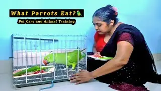 Best Food for Parrots 🦜 | Pet Care & Training Tips | Our Parrots