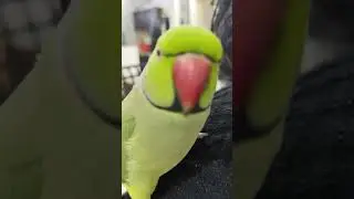 Music🎵🎶 and 🦜Parrot