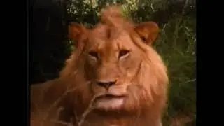 It&rsquo;s Up To Us - Real Animals Cast