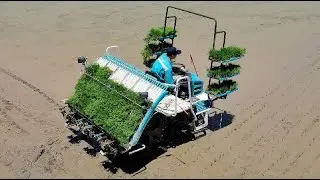 Working of 6 row Rice Transplanter Machine । धान रोपाई की मशीन