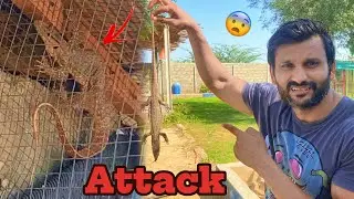 Big Lizard Attack 😨 Doves Ky Sary Eggs Khaa Gaye