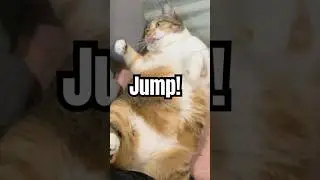 Jump!! #cat  #fatcatbeats  #jump  #cute  #funny  #memes  #cutecat  #fatcats