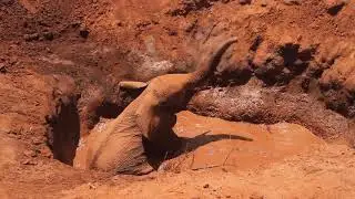 African People & Wildlife Elephant Rescue 2017