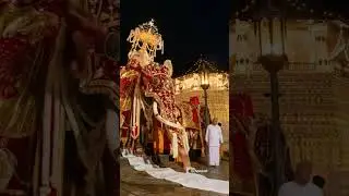 Nuwara Perahera 🐘 #kandy #perahara #buddha #elephant #trending #trendingshorts #nuwara #temple #road
