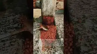 Traditional Nut/Seed Crushing Process.#traditional#seeds