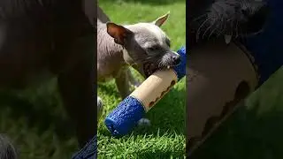 Sizing Guide For Dog Toys: Ensuring The Right Fit
