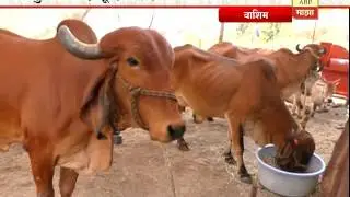 712 वाशिम: देशी गायींच्या दुधातून लाखोंचा नफा