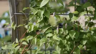 Clematis may be the vine you're looking for this spring