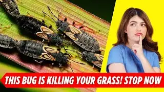 How to Get Rid of Chinch Bugs Naturally Without Damaging Your Grass