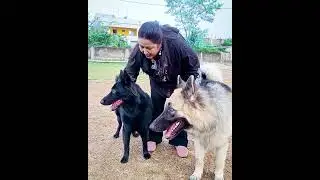 Two Cute German Shepherd | GSD Dog | CameraBaba